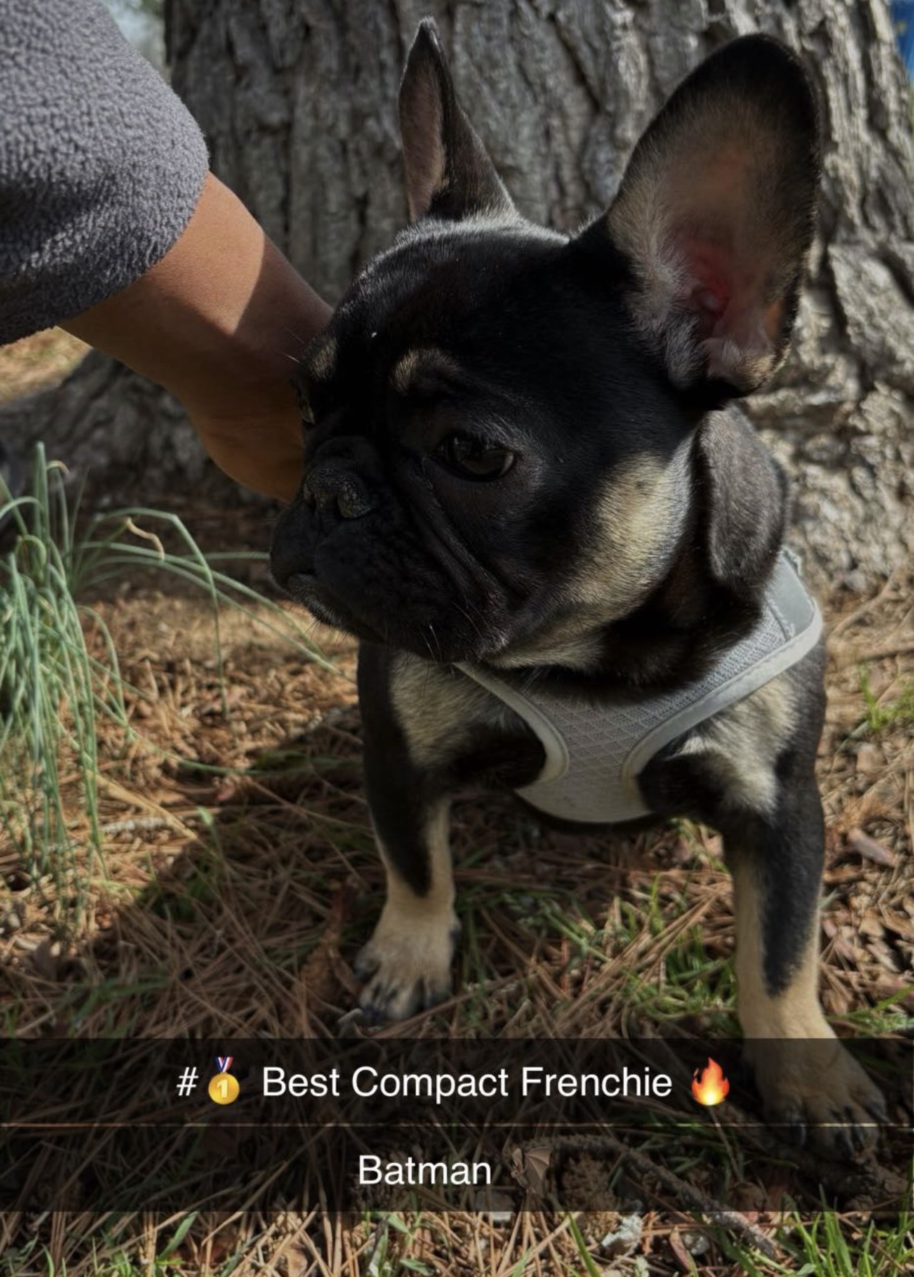 Batman outdoors in a harness with Best Compact Frenchie recognition shown in the submitted image