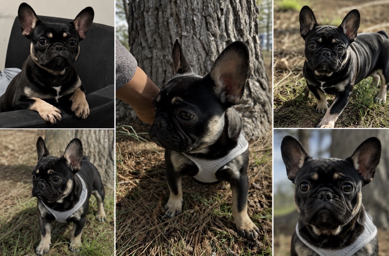 Batman, a black and tan compact French Bulldog, shown in several portraits