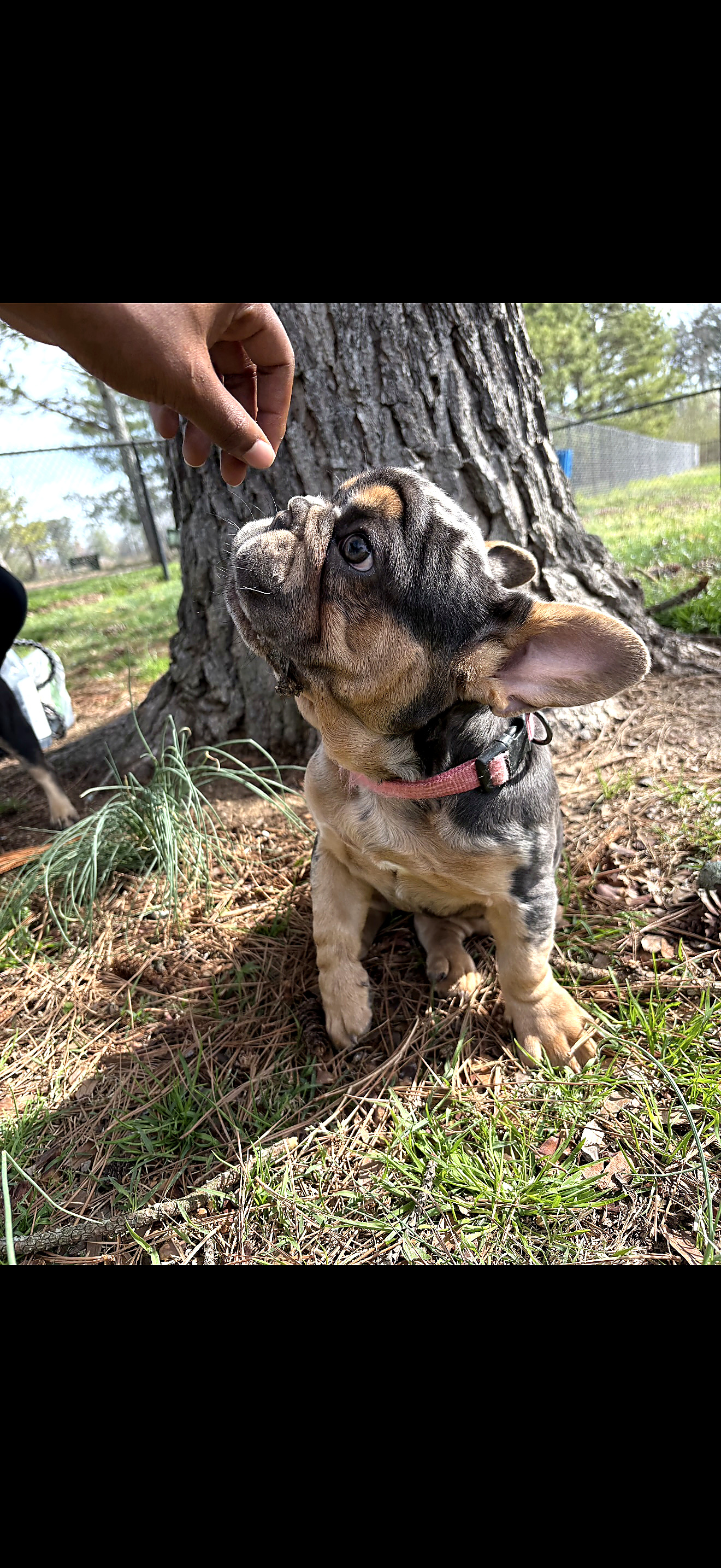 Bella sitting near a tree and looking upward
