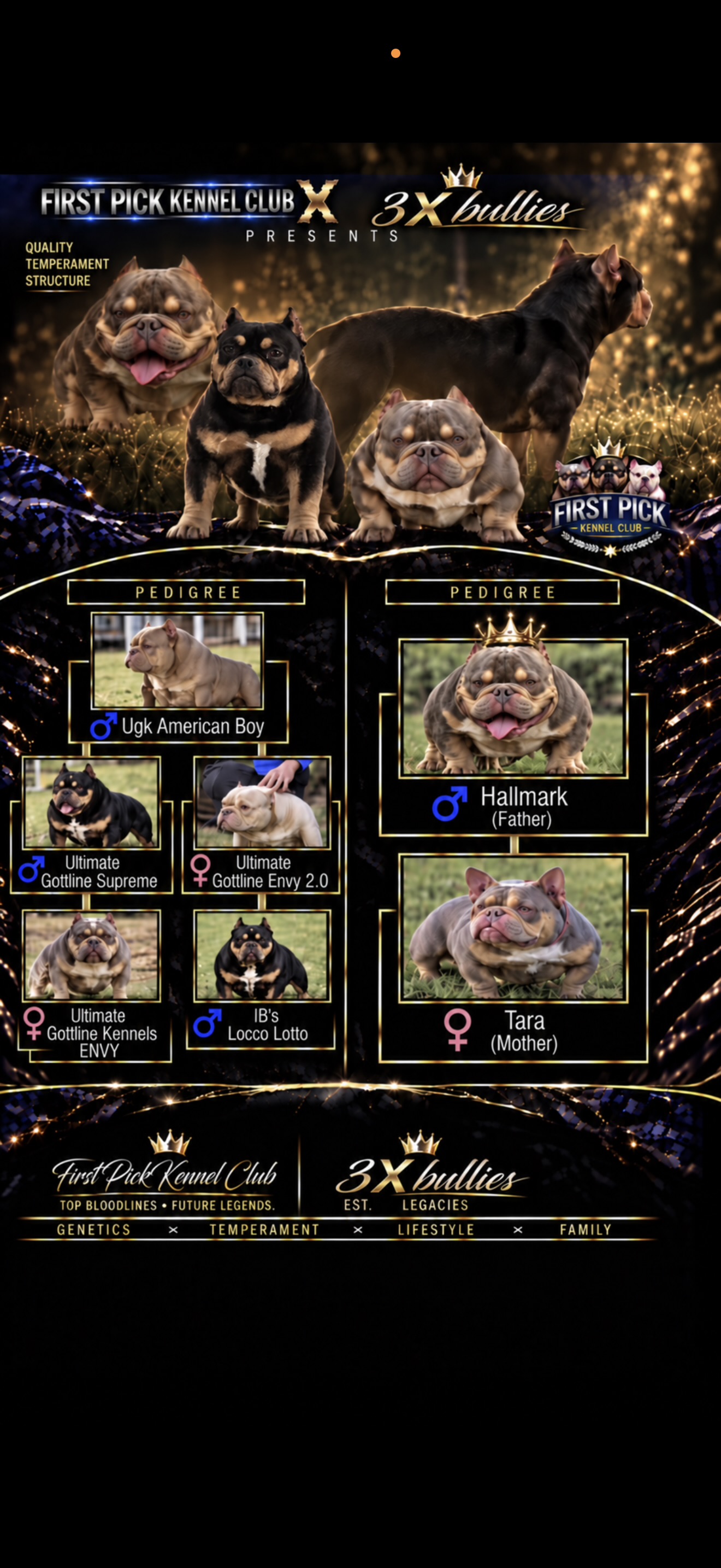 First Pick Kennel Club and 3X Bullies litter pedigree