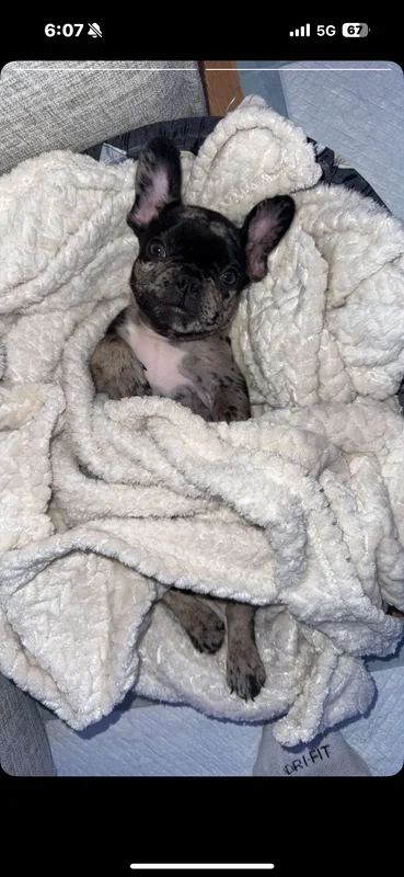 A French Bulldog puppy tucked into a soft blanket