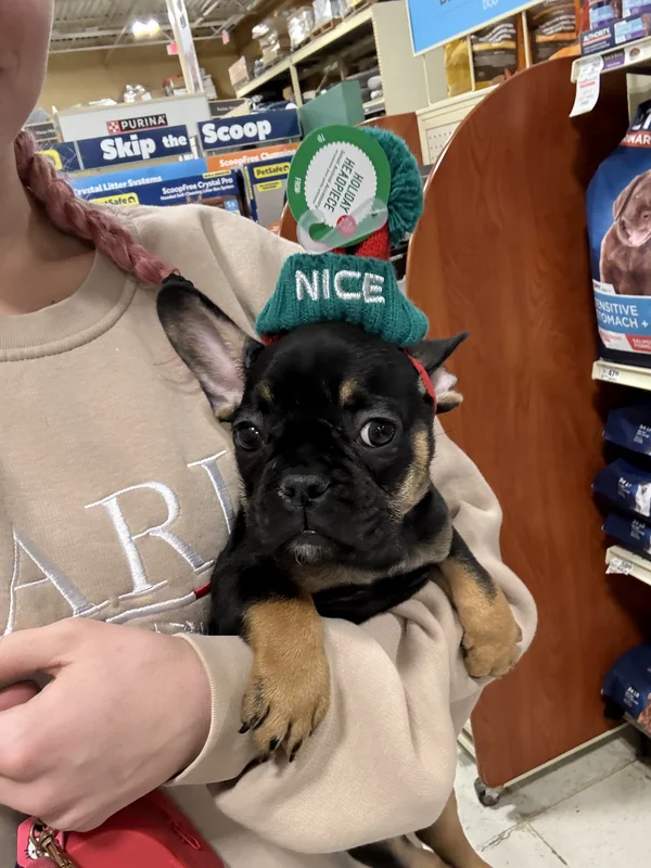 A black and tan puppy being held during an outing
