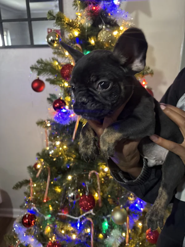 A French Bulldog puppy held beside a decorated Christmas tree