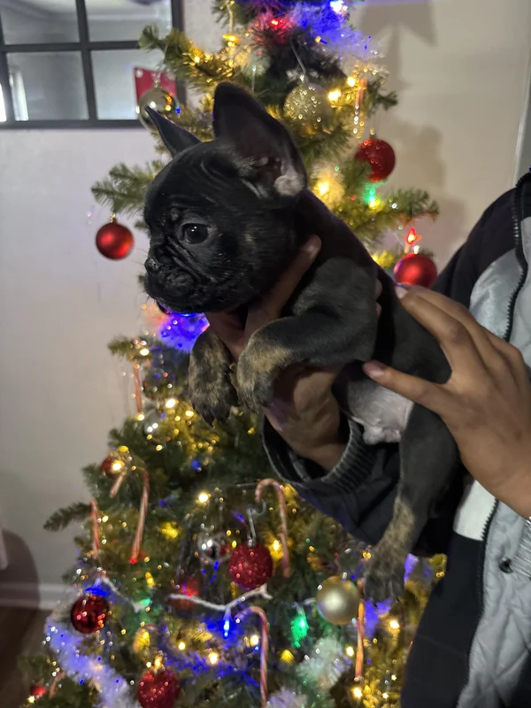 Another view of a puppy beside a decorated Christmas tree