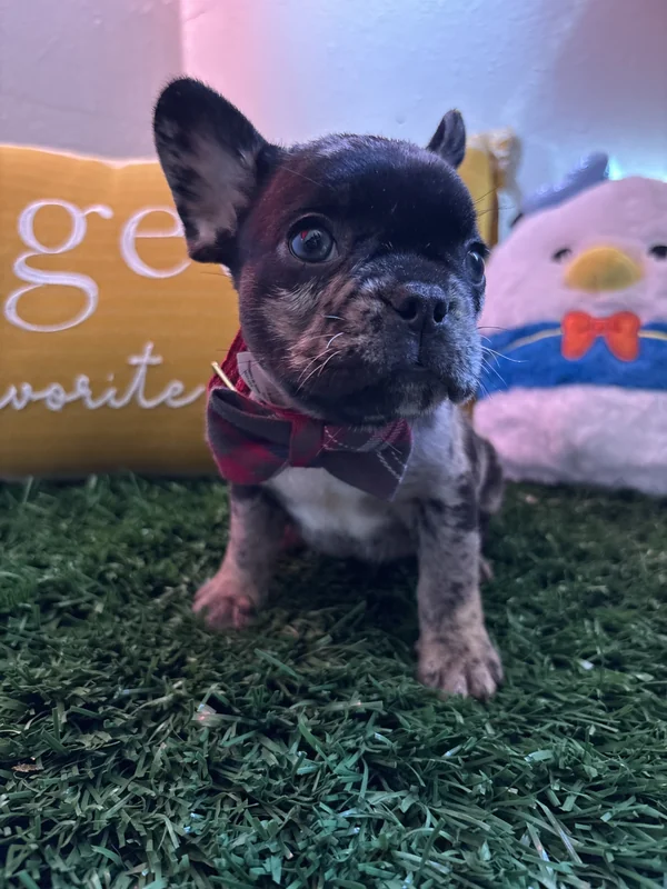 A close-up of a merle puppy with a bow tie
