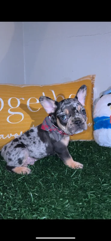 A merle puppy in a bow tie posing on green turf