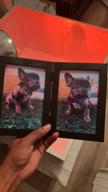 Two framed photos of First Pick puppies
