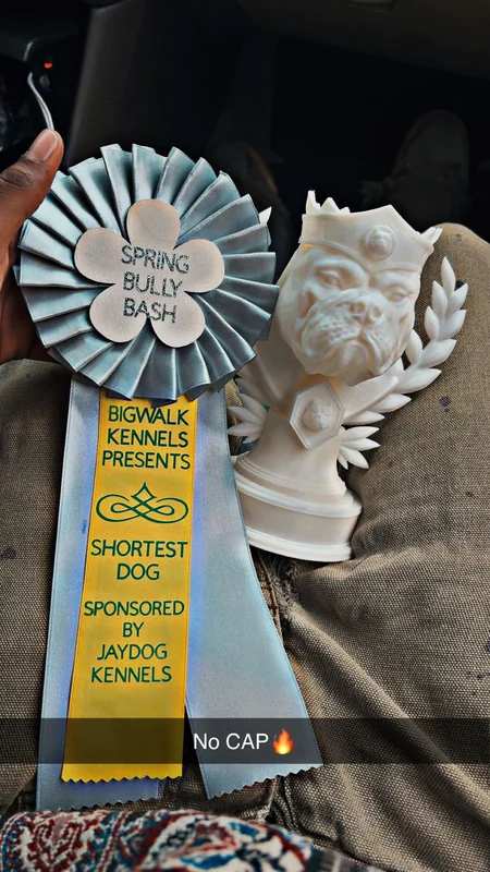 A dog show ribbon and a bulldog trophy