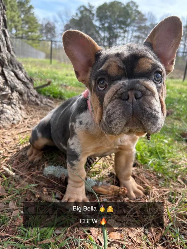 Bella, a merle French Bulldog, standing outside by a tree