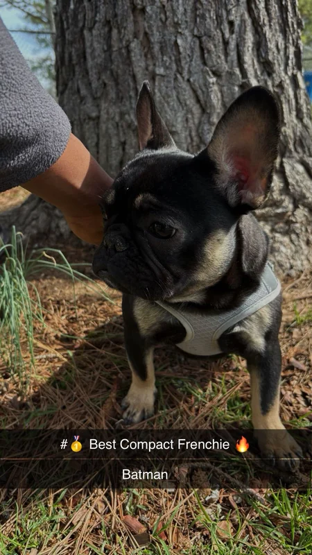 Batman, a black and tan French Bulldog, posing beside a tree