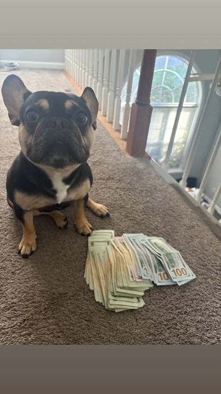 A black and tan French Bulldog sitting indoors