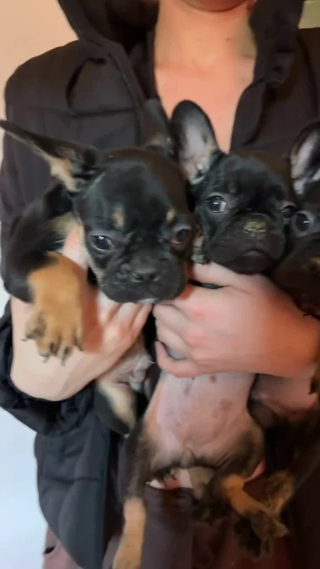 Two French Bulldog puppies being held together
