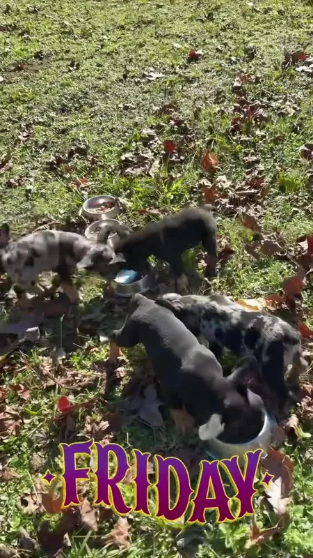First Pick puppies exploring and playing outdoors