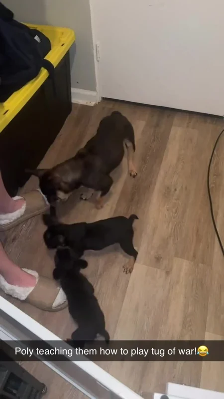 Polly and puppies playing together indoors