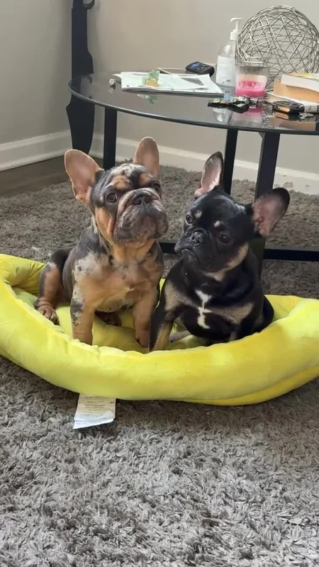 Two French Bulldogs sitting together in a yellow dog bed