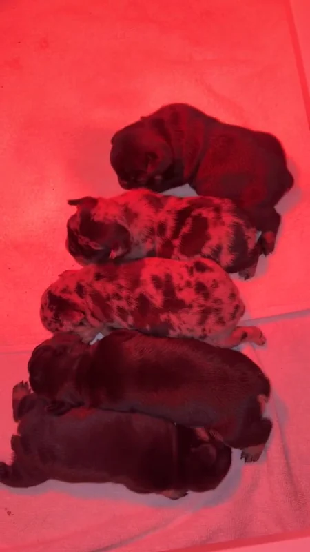 Newborn First Pick puppies resting together