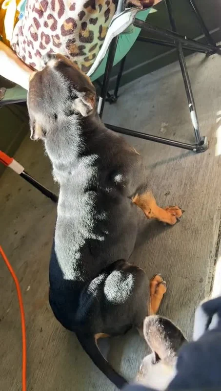A close-up video of a black and tan dog