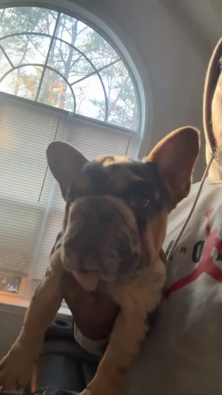A French Bulldog looking toward the camera indoors