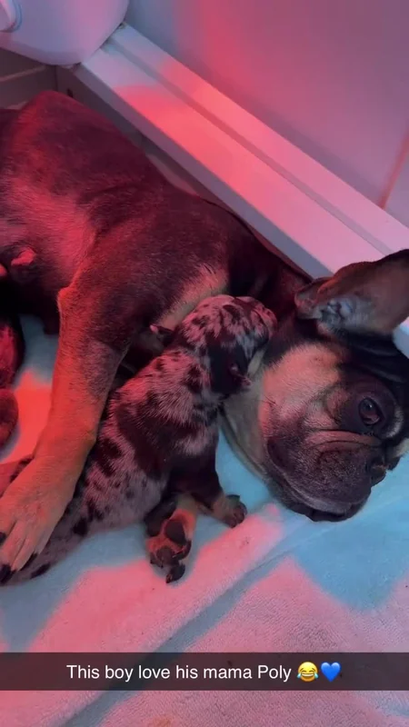 Polly resting with her young puppies