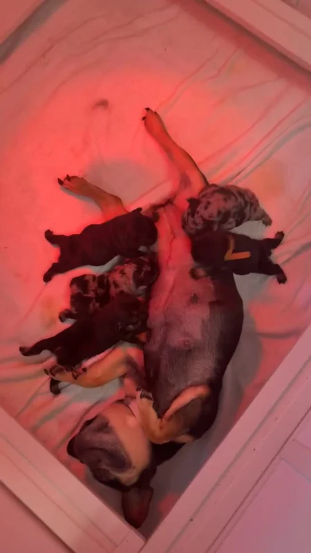 A mother dog and her young puppies together