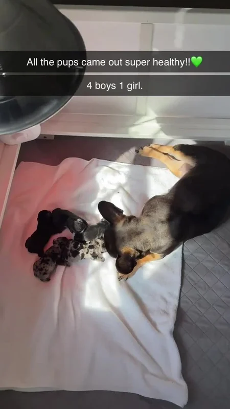 Young puppies being cared for together