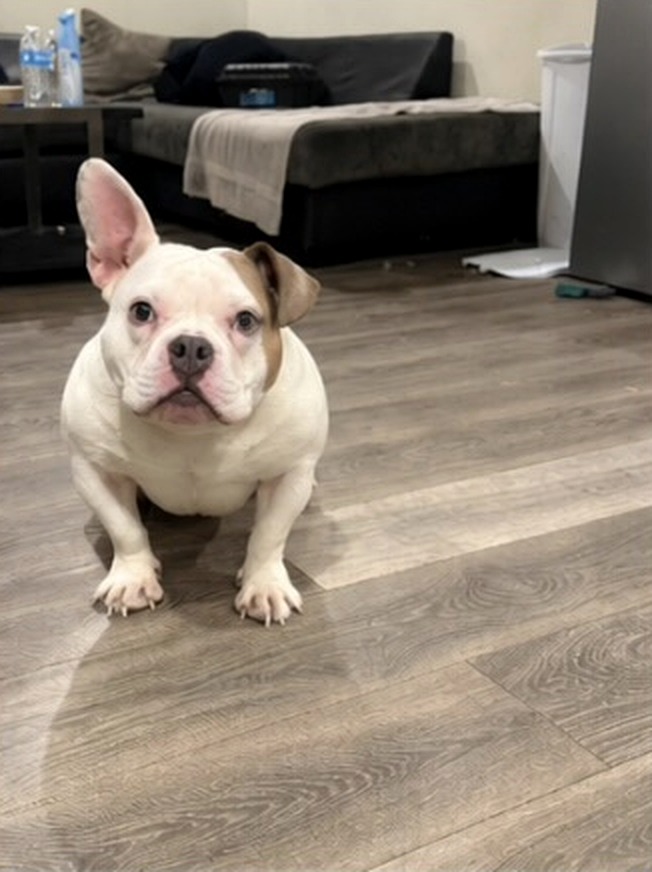 Rio standing indoors