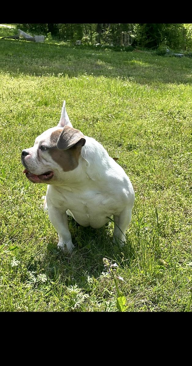 Rio outdoors on grass