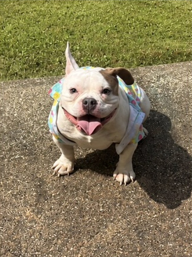 Rio smiling outdoors